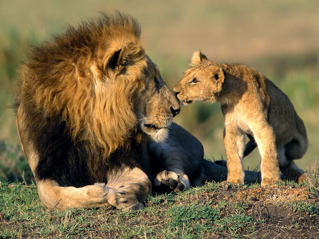 Lion with his baby