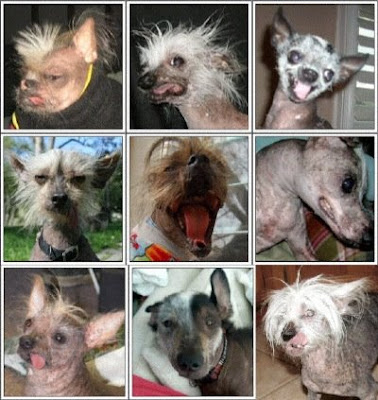 world's ugliest dogs