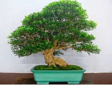 Keren Abis 28+ Tanaman Bonsai Kemuning