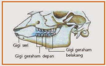 BIOLOGI GONZAGA SOAL LATIHAN KELAS 4 SD ORGANISME 