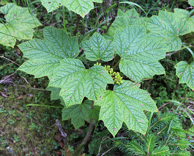 Заманиха высокая (Oplopanax elatus, =Echinopanax elatus)