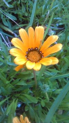 gazania rigens