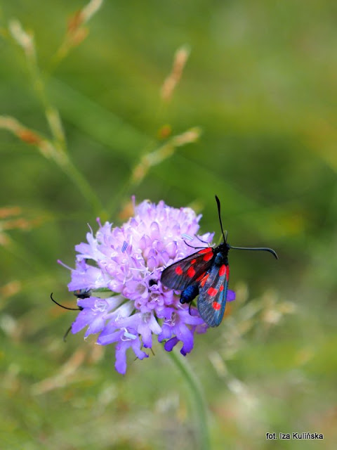 kraśnik pięcioplamek , motyle , motylek , motyl , podlasie , owady  , wycieczka , łąka