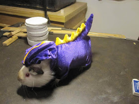 Funny and creative pet costumes, guinea pig costumes, dressed up guinea pigs