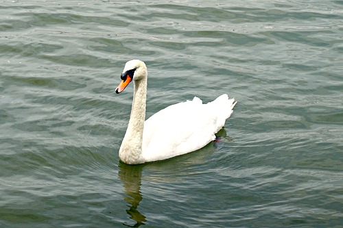 Swan on a river