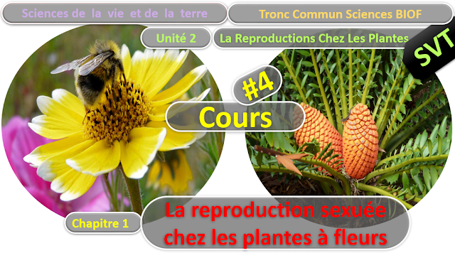 Télécharger | Cours | Tronc commun  Sciences  > Reproduction sexuée chez les plantes à fleurs  (TCS Biof)  SVT  #4