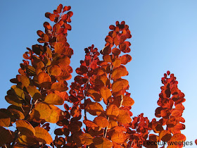 Herfstkleuren van herfstbladeren van pruikenboom