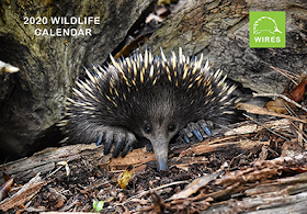 Cover of the 2020 Wildlife Calendar with a photo of an echidna 