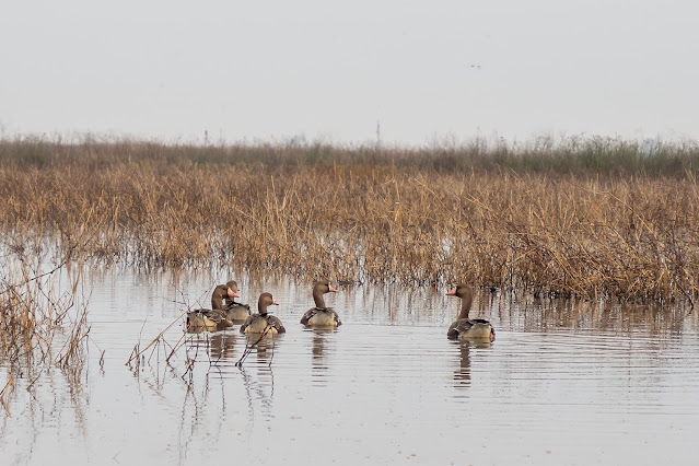 Sacramento National Wildlife Refuge, water, bokeh, geese, ducks, landscape, nature, photography, outdoors, birds, birdwatching,