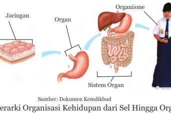 Sistem Reproduksi pada Manusia