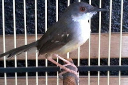 Cara Merawat Burung Ciblek Mabung