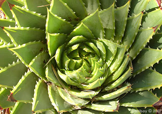 cactus spiral 2007