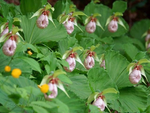 Cypripedium japonicum