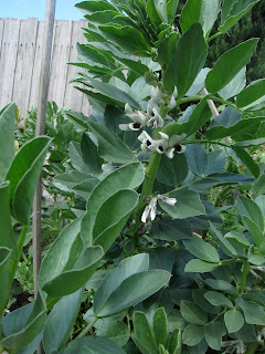 fava bean plant