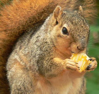 Ardilla comiendo