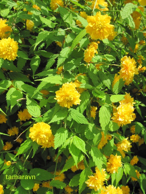 Kerria japonica 'Pleniflora'