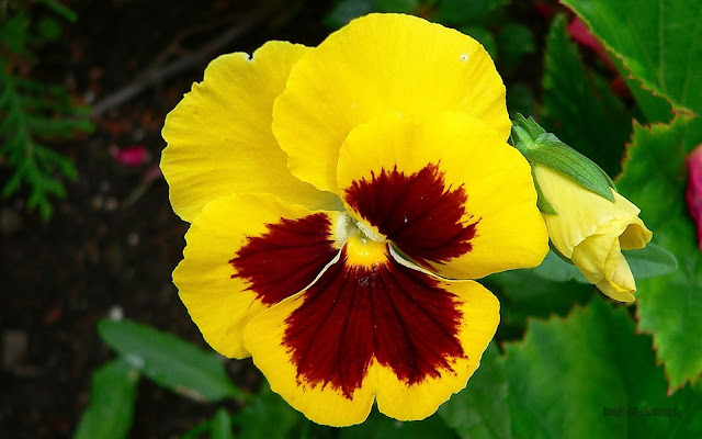 red yellow pansies