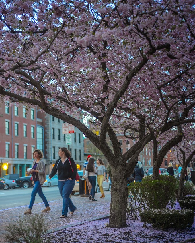 Portland, Maine May 2014 Spring Tree in Bloom Commercial Street photo by Corey Templeton