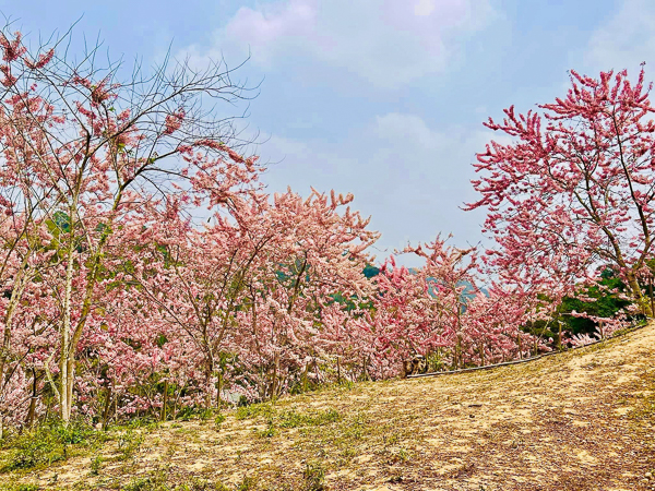 嘉義竹崎阿拉伯的粉紅村花旗木秘境，近400棵泰國櫻花免費入園