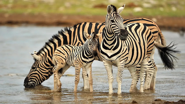 Zebras