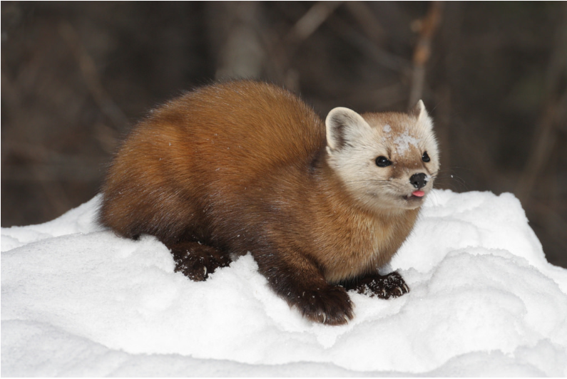 American Marten