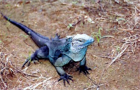 Iguana azul o r ptil que possui o terceiro olho