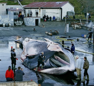 whale hunting statistics. don#39;t hunt whales smaller