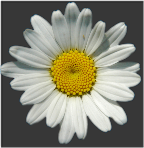 margaritas flores (2)