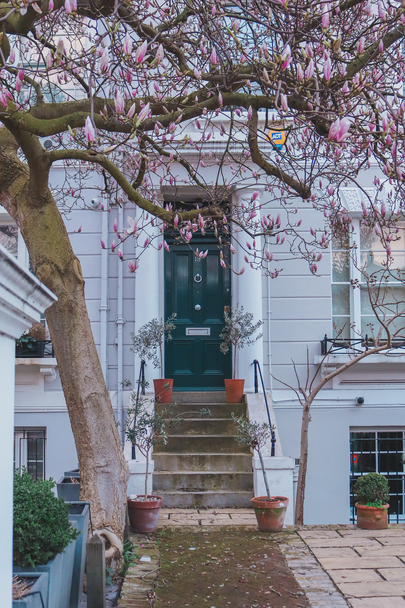 beautiful magnolia in bloom at 20 earls court gardens