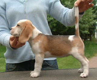 Beagle hare pied