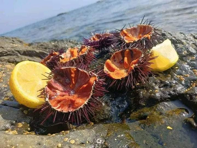 Θεωρείται το γλυκό της θάλασσας, επιτρέπεται μόνο κατά τους μήνες Ιανουάριο, Φεβρουάριο, Μάρτιο, Ιούλιο, Αύγουστο και Δεκέμβριο κάθε έτους.