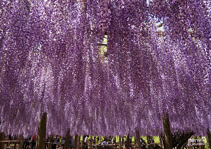 Wisteria, Kawachi Fuji-en, Fukuoka, Japan