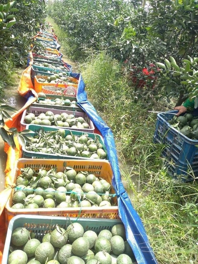 Cam sành rẻ chưa từng có, người nông dân đứng ngồi không yên - Ảnh 3.