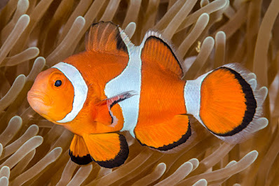 Ocellaris clownfish - False Percula - Amphiprion ocellaris