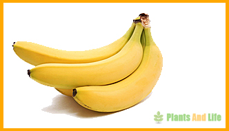 Banane Banane