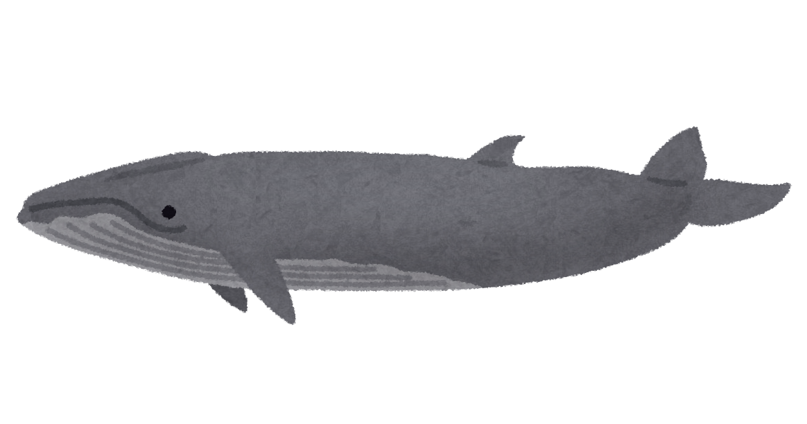 ニタリクジラのイラスト 鯨 かわいいフリー素材集 いらすとや ニタリクジラのイラスト 鯨 かわいいフリー素材集 いらすとや