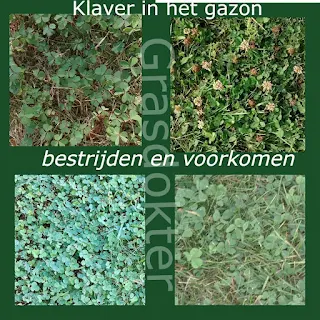 klaver in gazon bestrijden