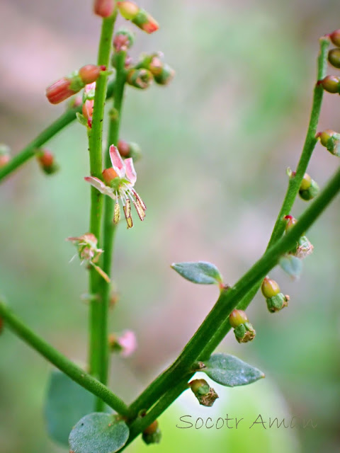 Haloragis micrantha