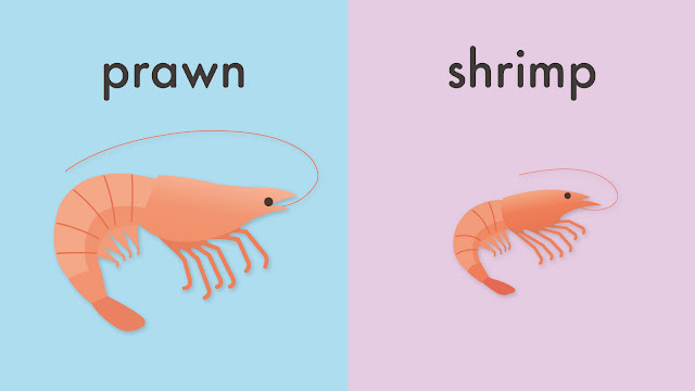 prawn と shrimp の違い