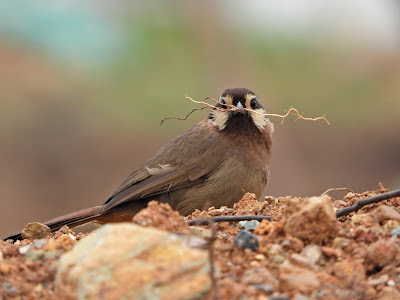 White-browed laughingthrush Building a Nest