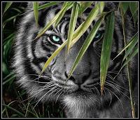 Black Tiger Background