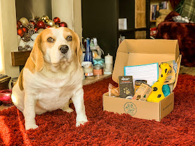 Holly Bobbins the Beagle sits next to a pawfection pack for dogs, mandy charlton, photographer, writer blogger