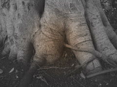 ISRAEL - Banyan Tree at Akko / @JDumas