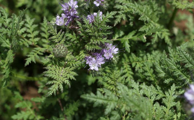 Phacelia Tanacetifolia Flowers Pictures