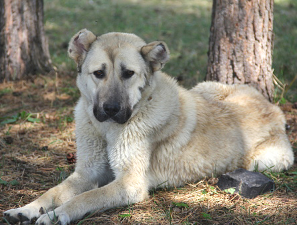 armenian gampr, armenian gampr dog, armenian gampr dogs, about armenian gampr dog, armenian gampr dog appearance, armenian gampr dog breed facts, armenian gampr dog behavior, armenian gampr dog color, caring armenian gampr dog, armenian gampr dog characteristics, armenian gampr dog coat color, armenian gampr dog facts, feeding armenian gampr dog, armenian gampr dog temperament, armenian gampr dog lifespan, armenian gampr dog health, armenian gampr dog as pets