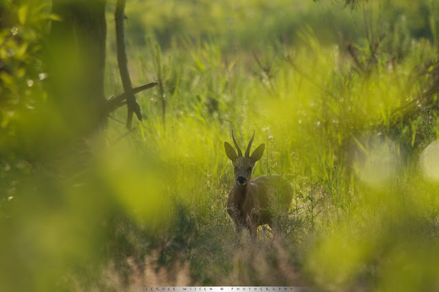 Ree - Roe Deer - Capreolus capreolus