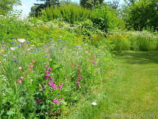 wildflower garden