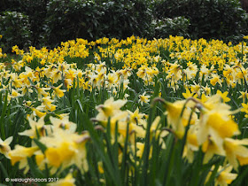 Sea of Daffodils by We Laugh Indoors