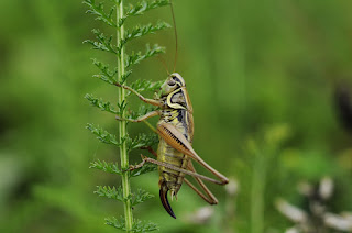 10 Amazing Facts About Grasshoppers