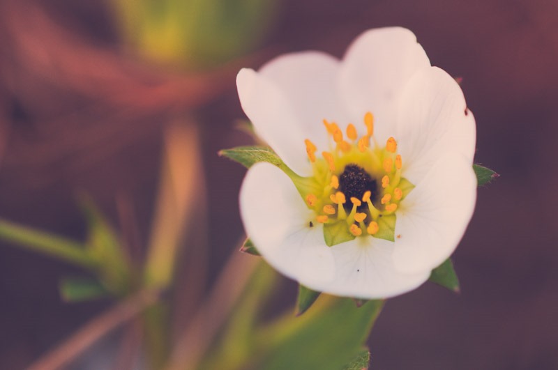 SycamoreLane Photography-Strawberry flower 2014